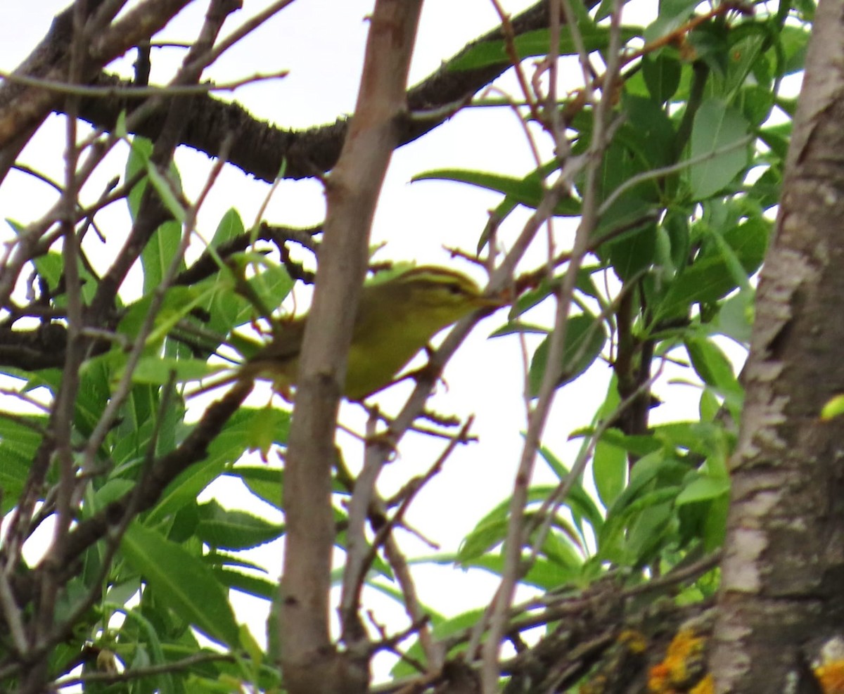 old world warbler sp. - ML635519110