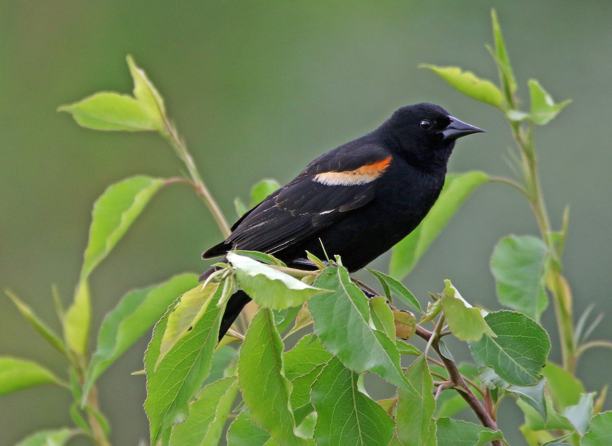 Red-winged Blackbird - ML635519123