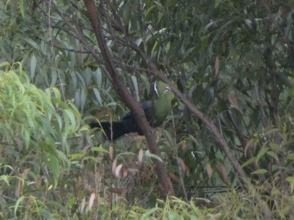Knysna Turaco - ML635519138