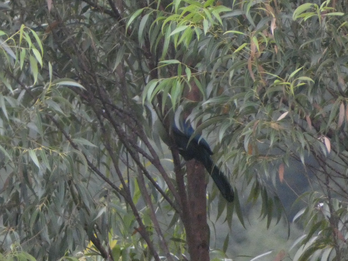 Knysna Turaco - ML635519139
