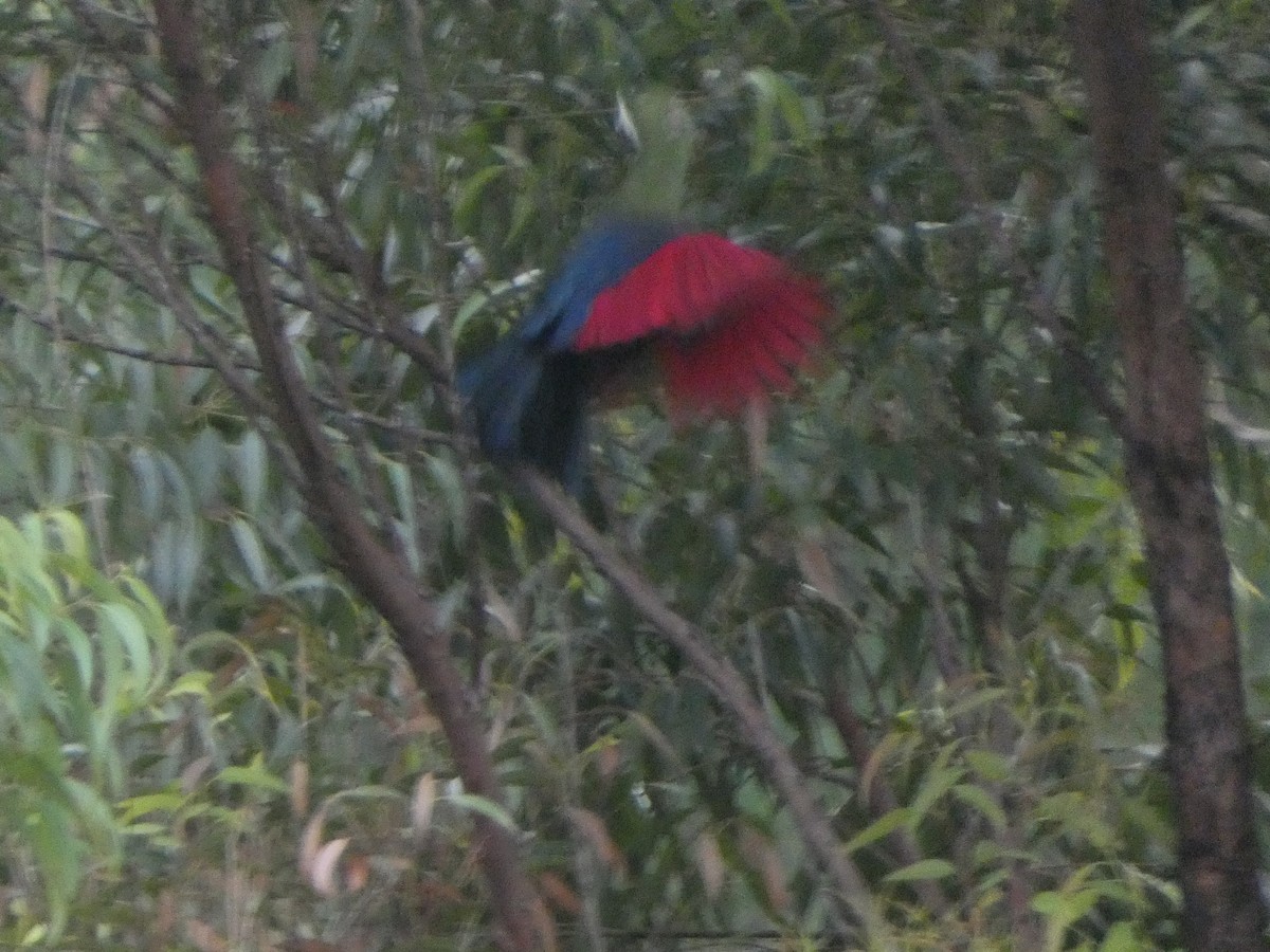 Knysna Turaco - ML635519140