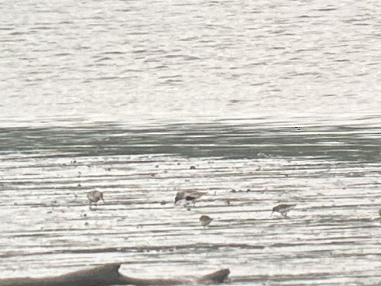 Dunlin - ML635519141