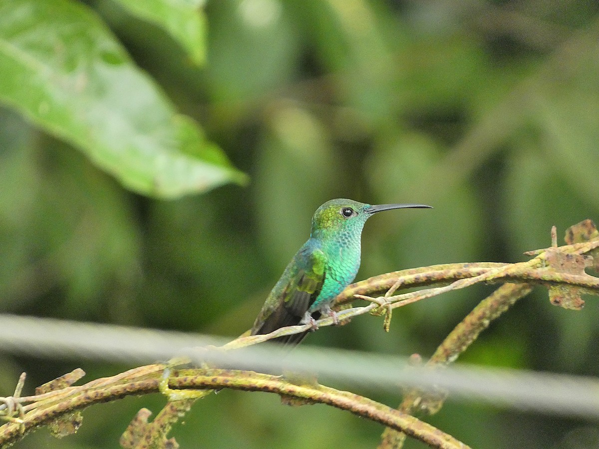 Colibri de Buffon - ML635519152