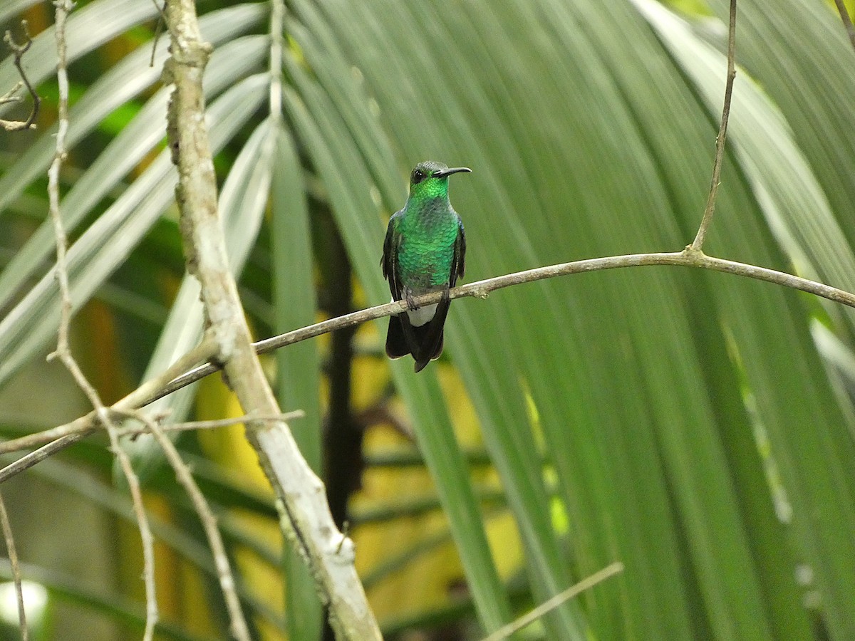 Colibri de Buffon - ML635519154