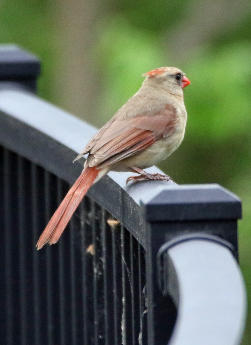 Northern Cardinal - ML635519175