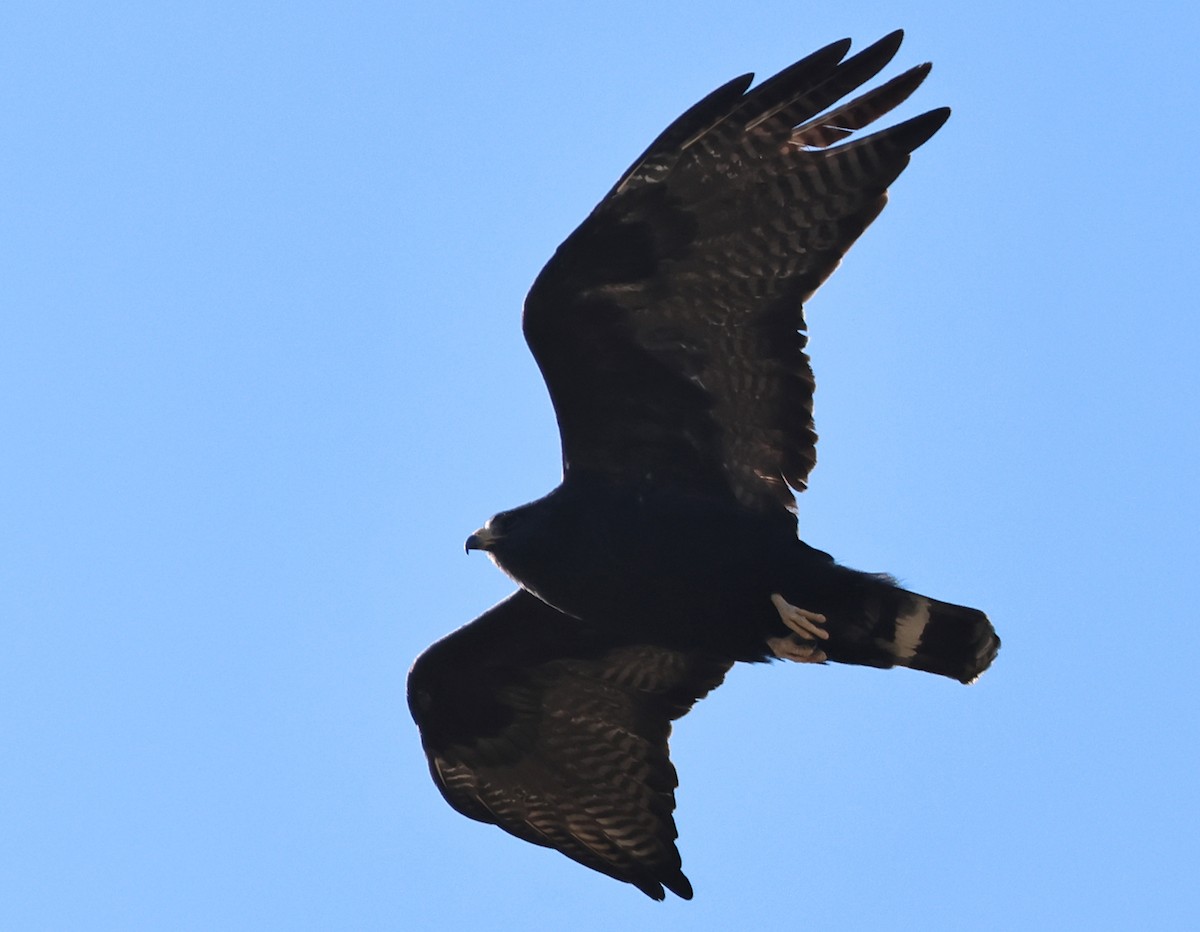 Common Black Hawk (Common) - ML635519188