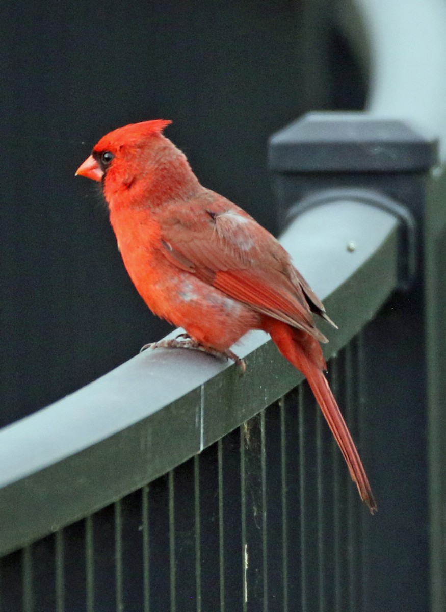 Northern Cardinal - ML635519191