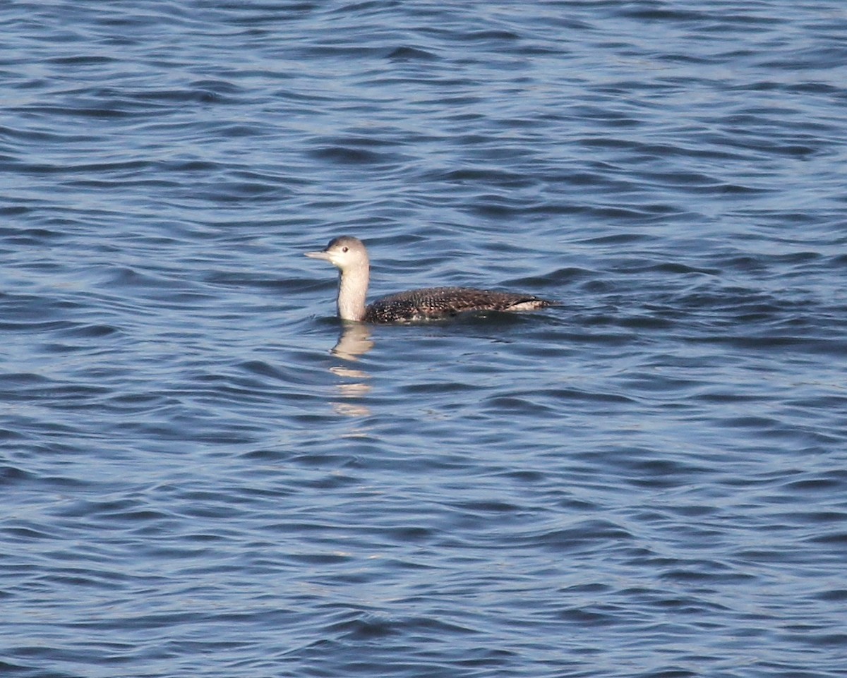 Red-throated Loon - ML635519216