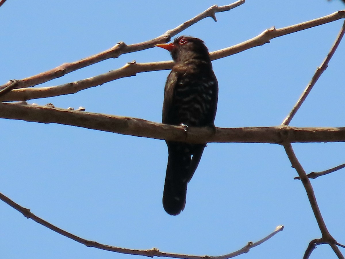 Violet Cuckoo - ML635519264