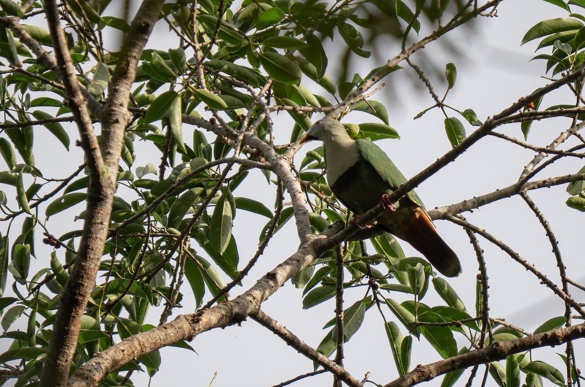 Black-chinned Fruit-Dove - ML635519280