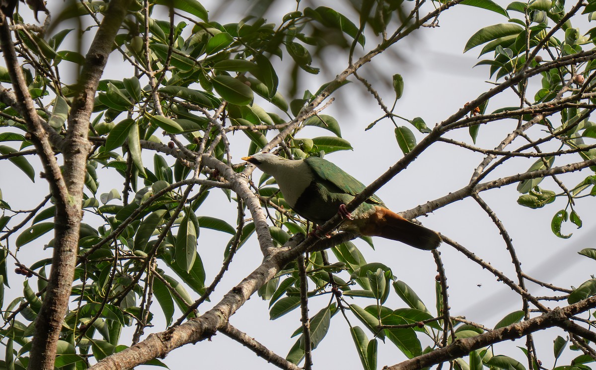 Black-chinned Fruit-Dove - ML635519281