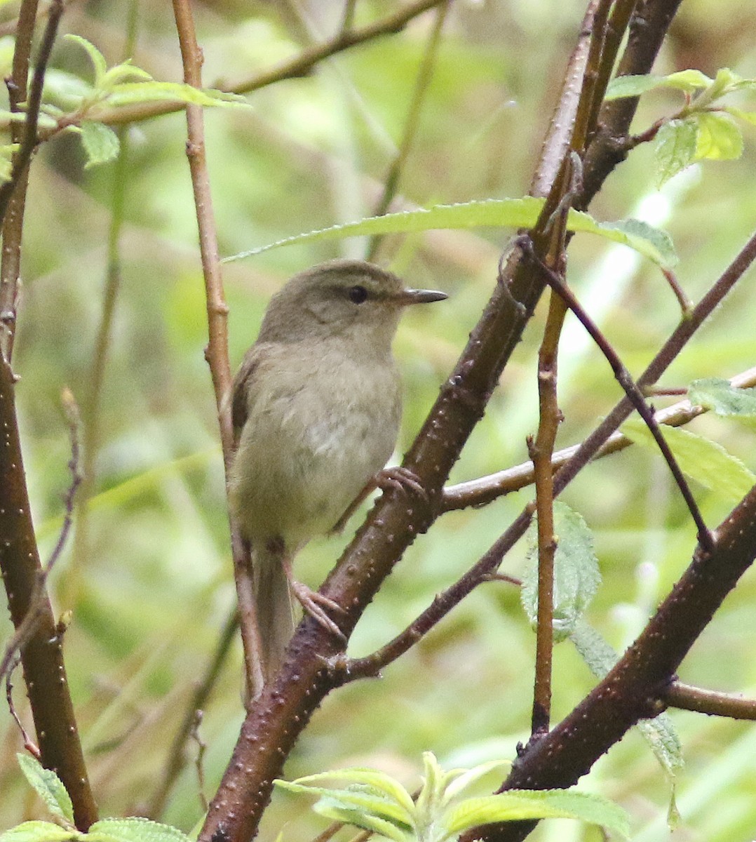 Brownish-flanked Bush Warbler - ML635519286