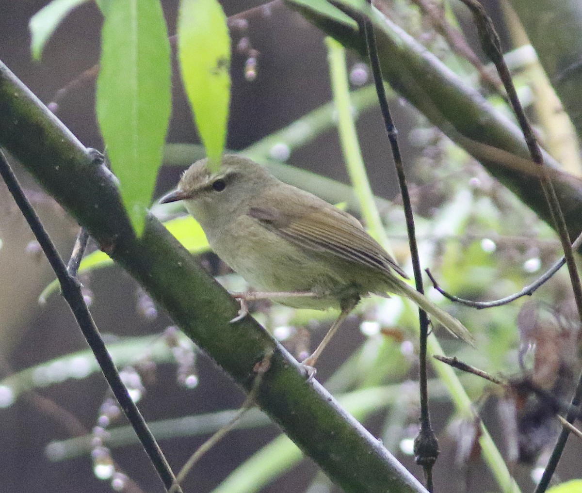 Brownish-flanked Bush Warbler - ML635519287