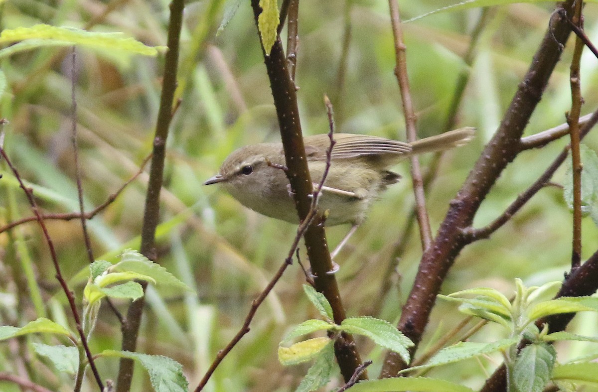 Brownish-flanked Bush Warbler - ML635519288