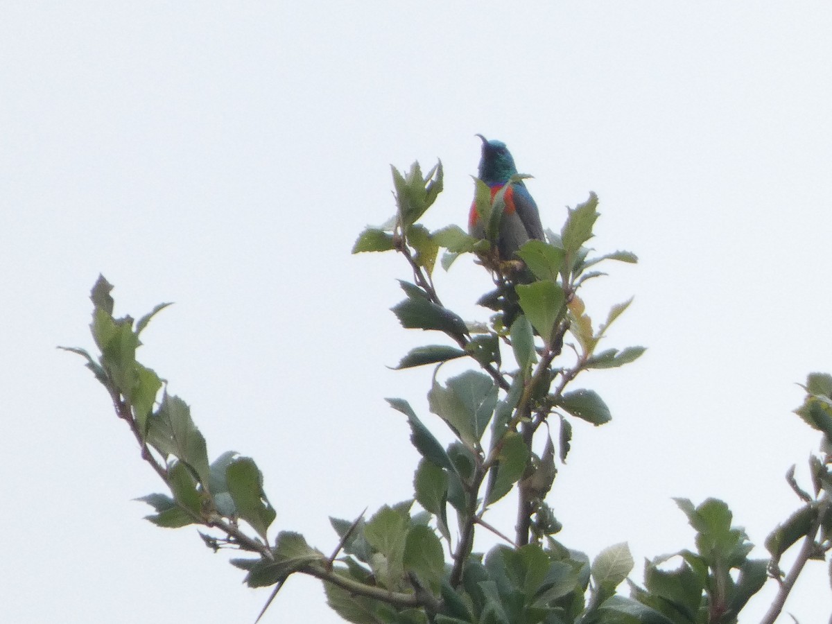 Greater Double-collared Sunbird - ML635519302