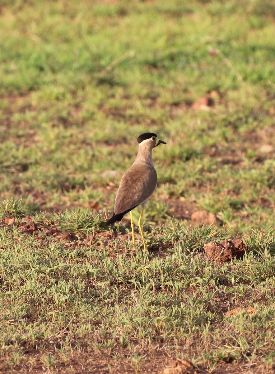 Yellow-wattled Lapwing - ML635519332
