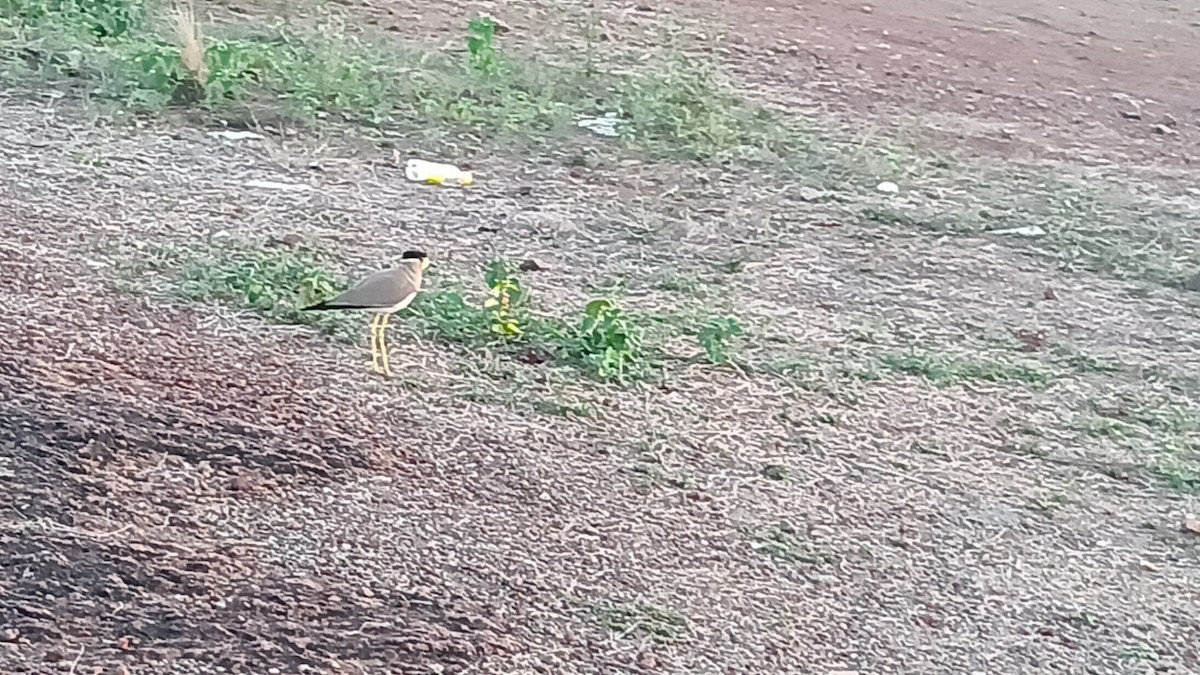 Yellow-wattled Lapwing - ML635519333