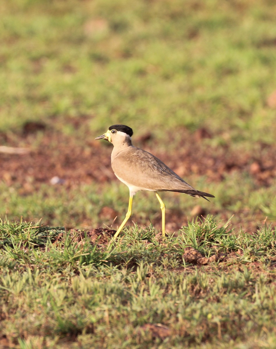 Yellow-wattled Lapwing - ML635519334