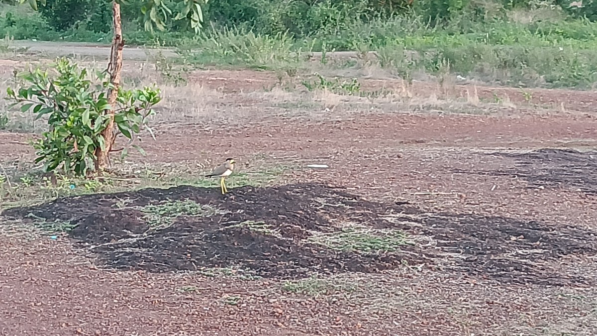 Yellow-wattled Lapwing - ML635519337