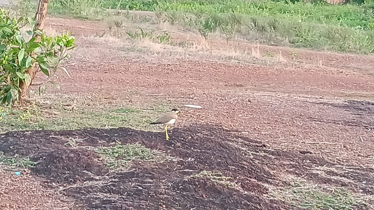 Yellow-wattled Lapwing - ML635519338