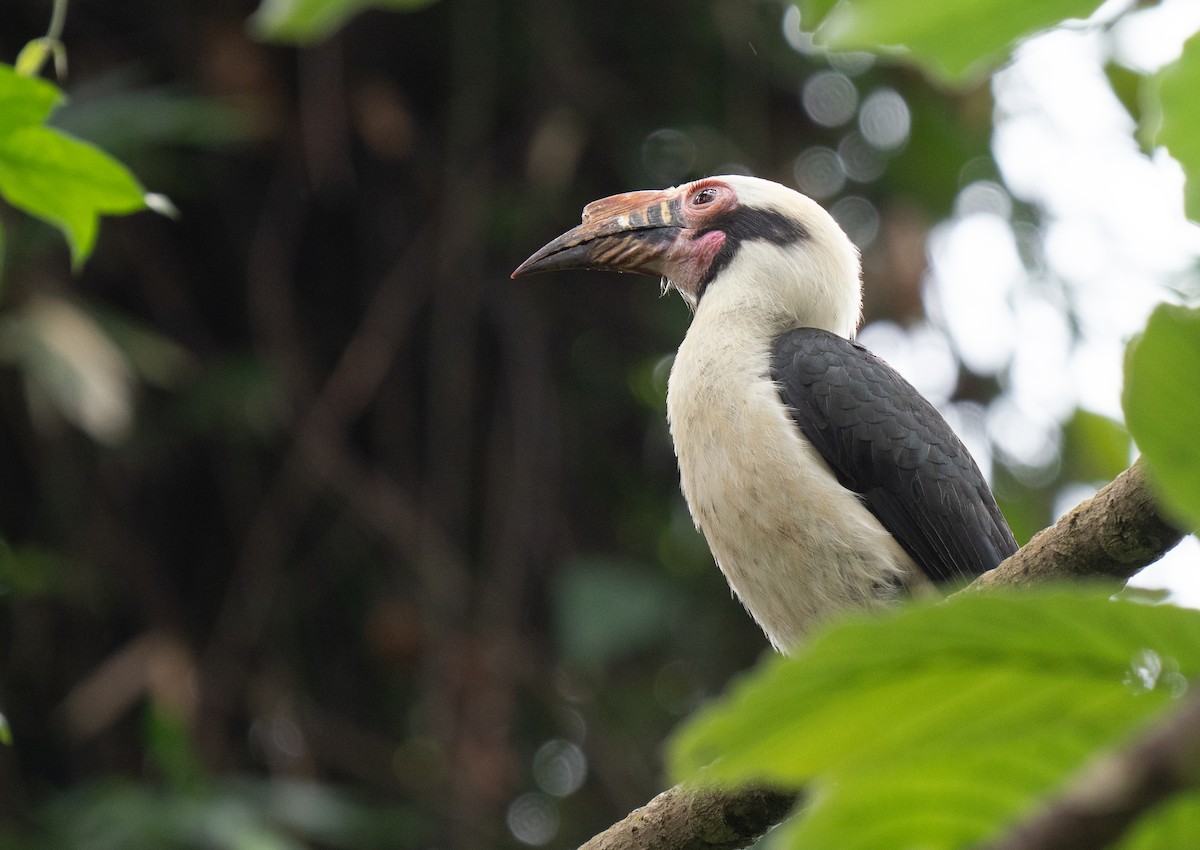 Luzon Hornbill - ML635519370