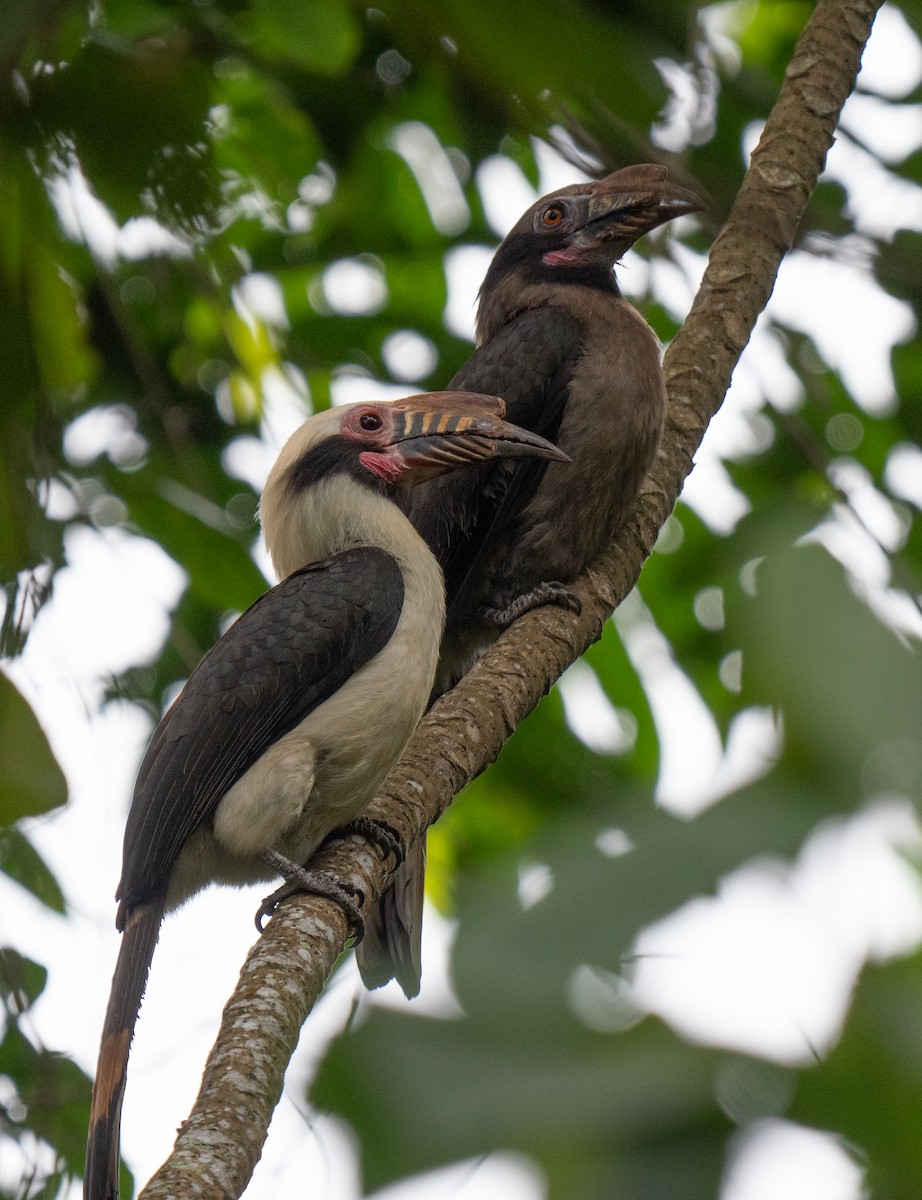 Luzon Hornbill - ML635519371