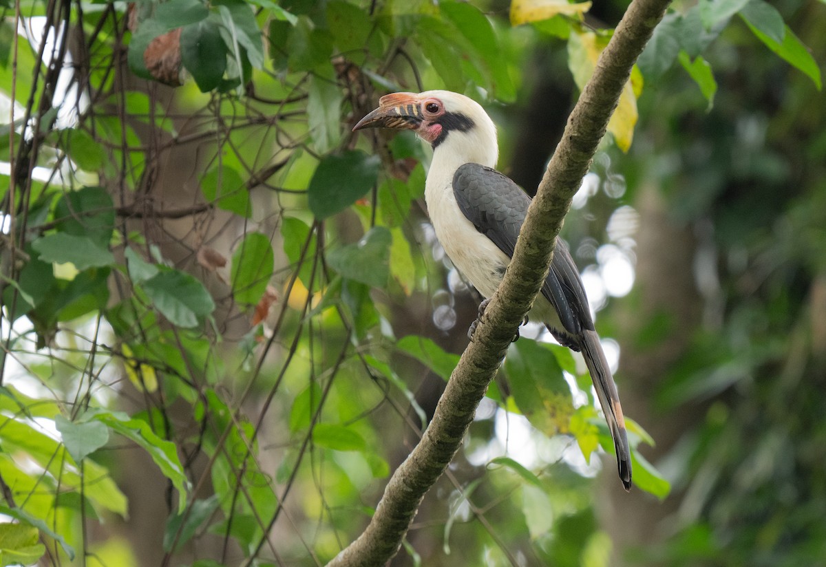 Luzon Hornbill - ML635519373