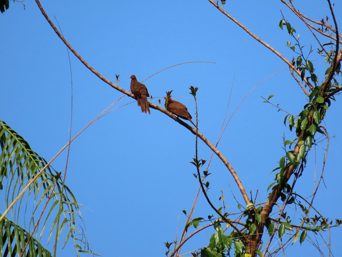 Andaman Cuckoo-Dove - ML635519376