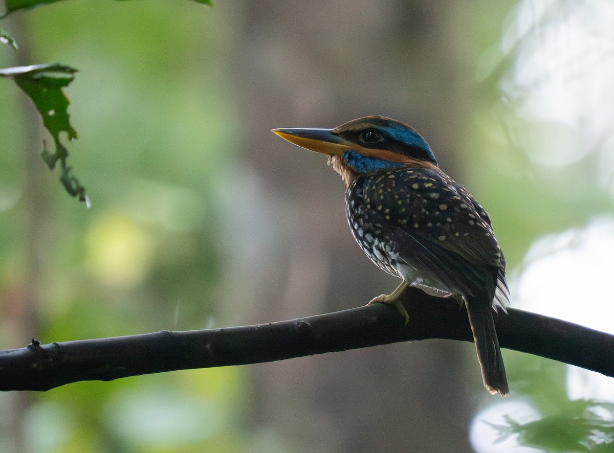 Spotted Kingfisher - ML635519503