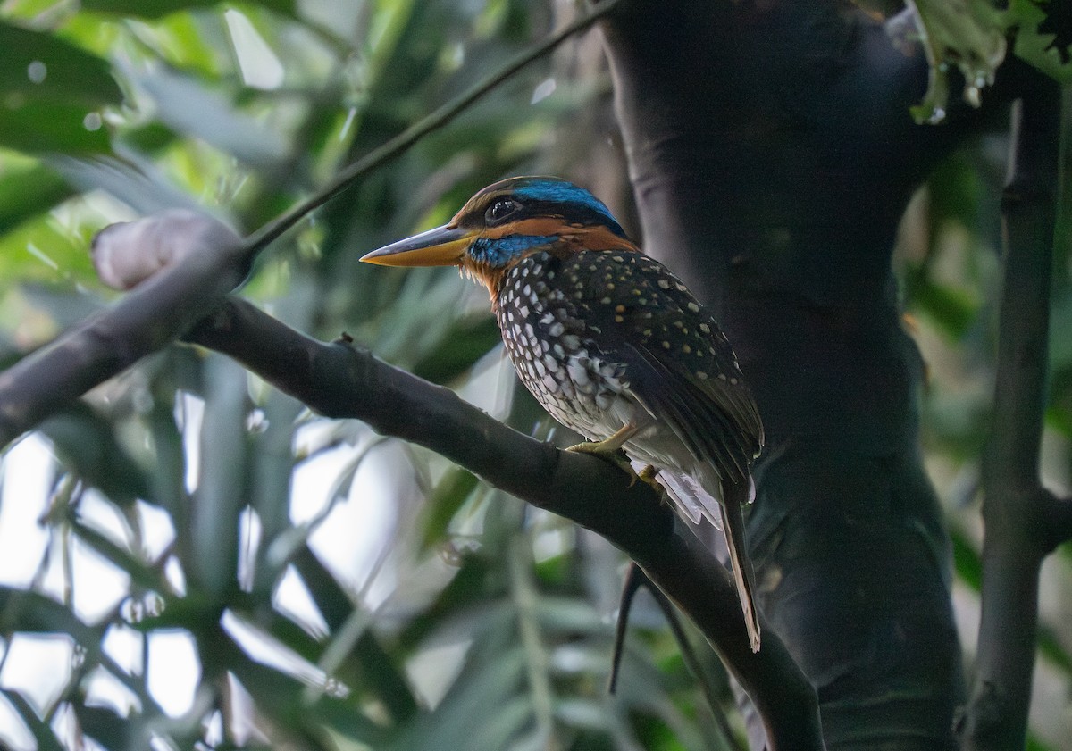 Spotted Kingfisher - ML635519504