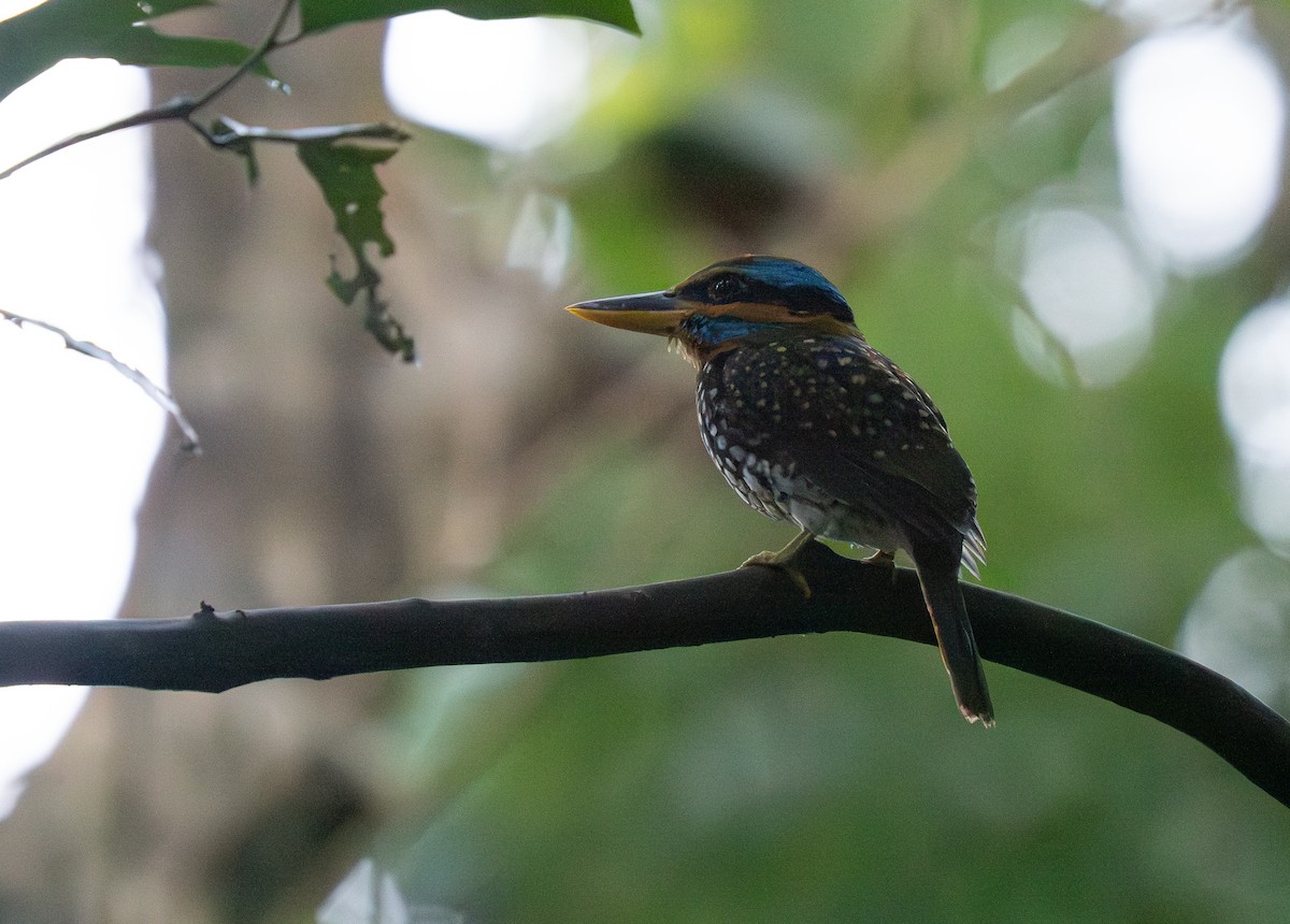 Spotted Kingfisher - ML635519505