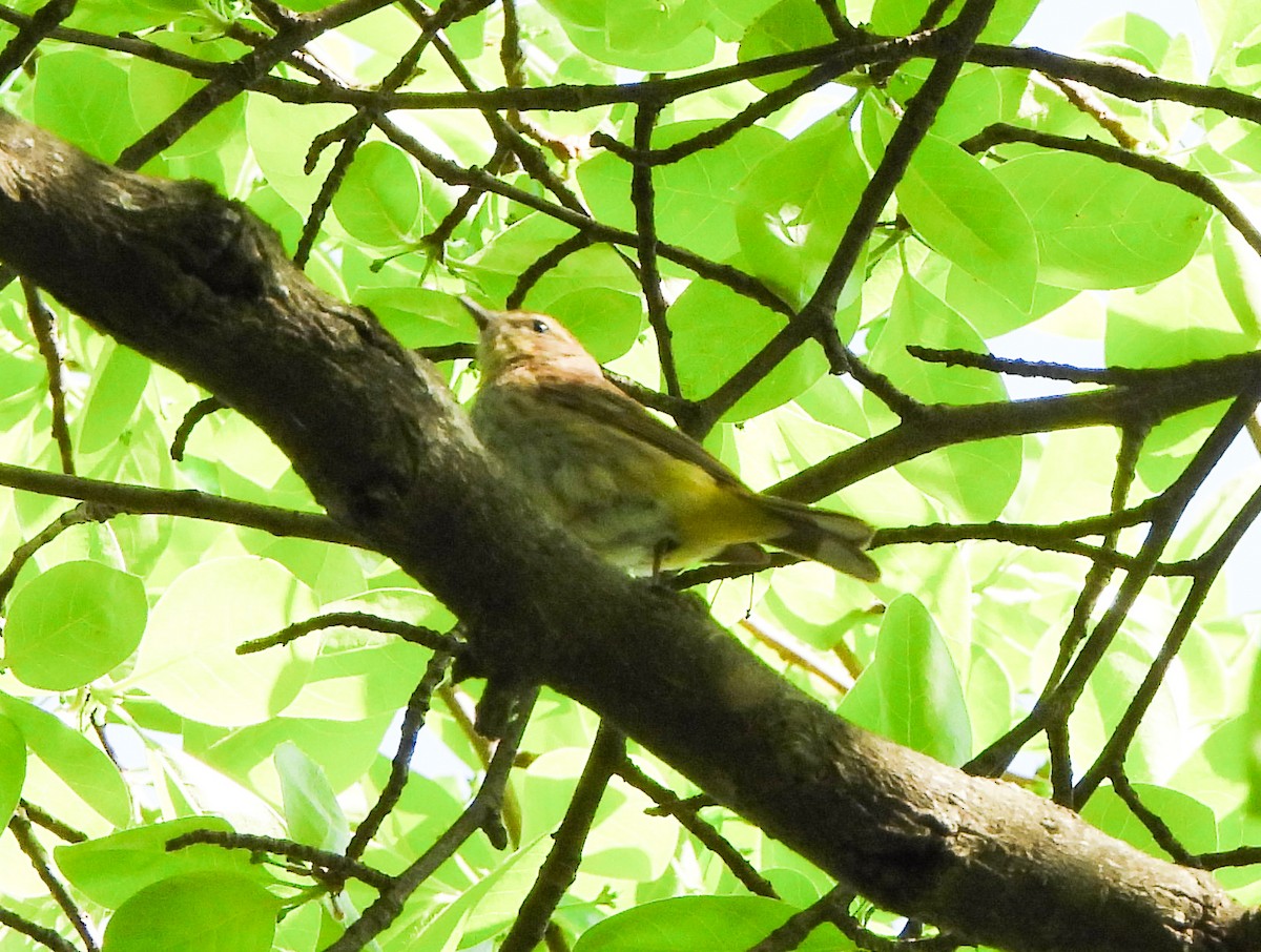 Palm Warbler - ML635519516