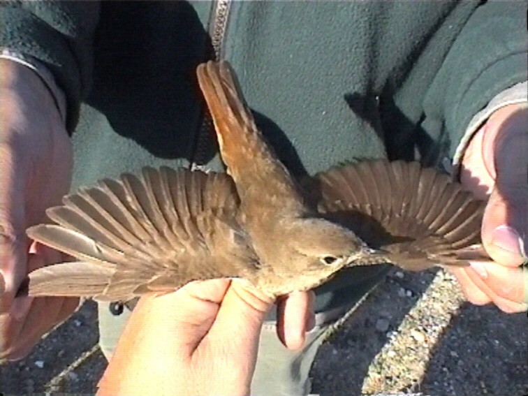 Common Nightingale - ML635519526