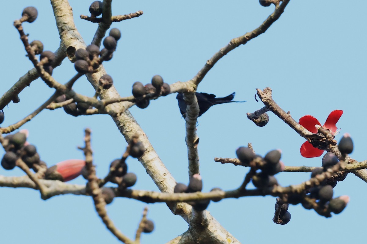 Hair-crested Drongo (Hair-crested) - ML635519836