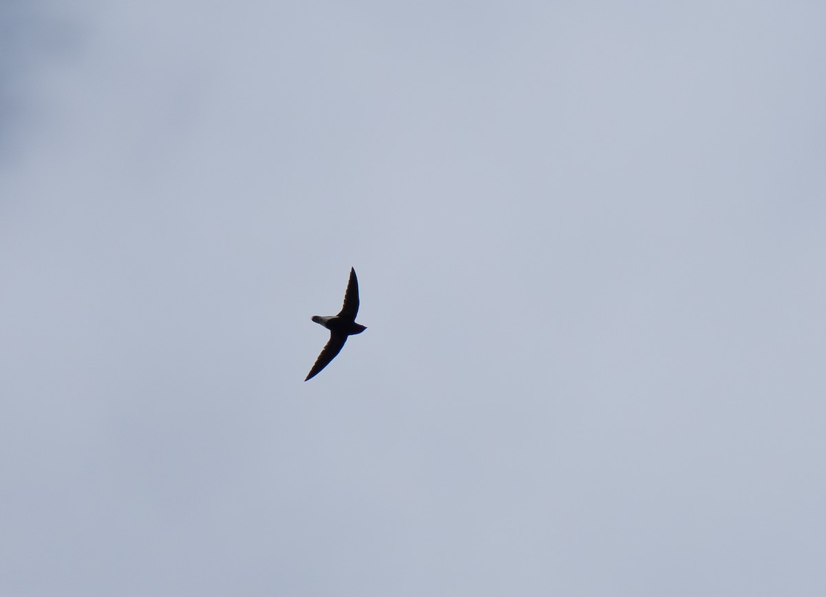 Purple Needletail - ML635519889