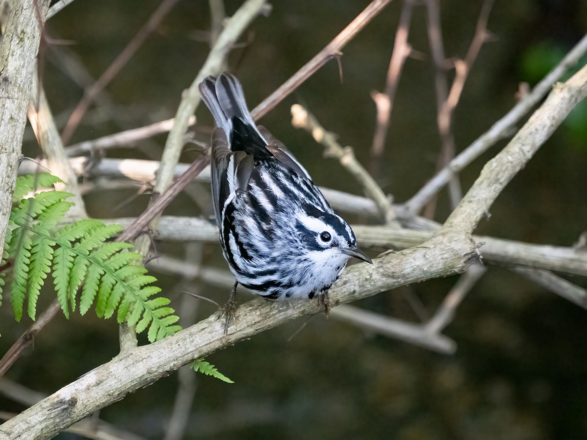 Black-and-white Warbler - ML635519975