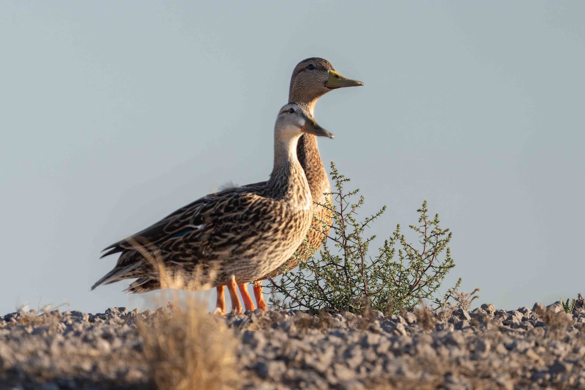 Canard du Mexique - ML635520005