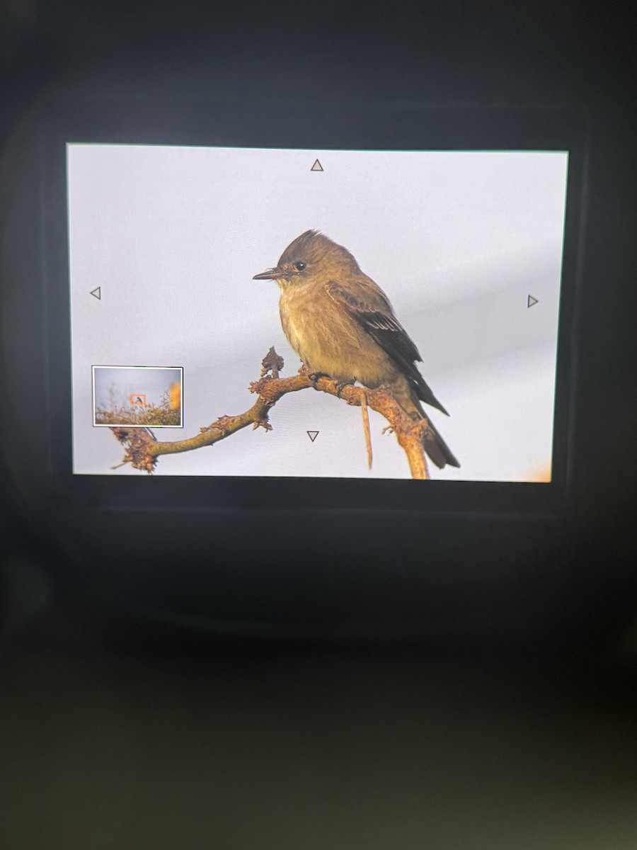 Western Wood-Pewee - ML635520022