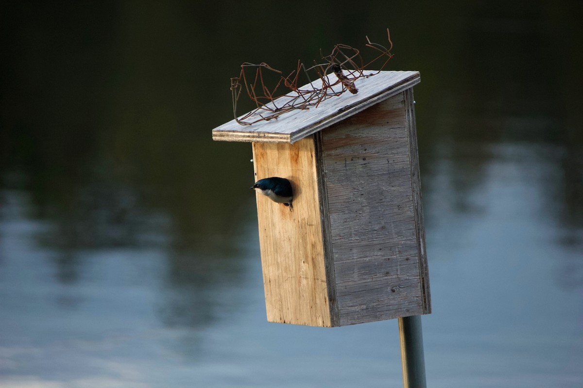 Tree Swallow - ML635520050