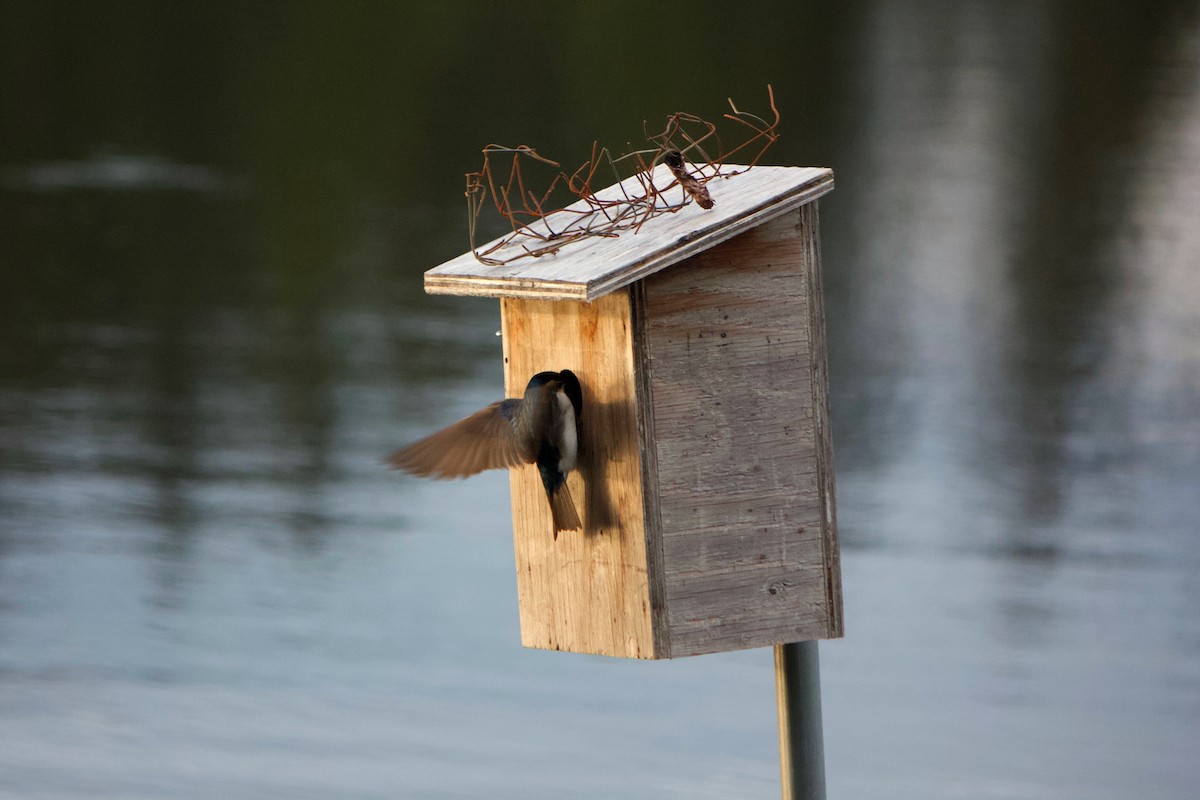 Tree Swallow - ML635520051