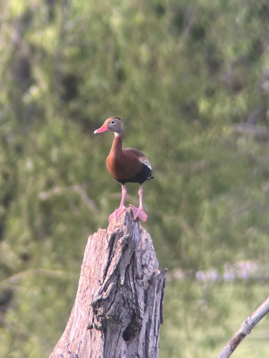 Black-bellied Whistling-Duck - ML635520120