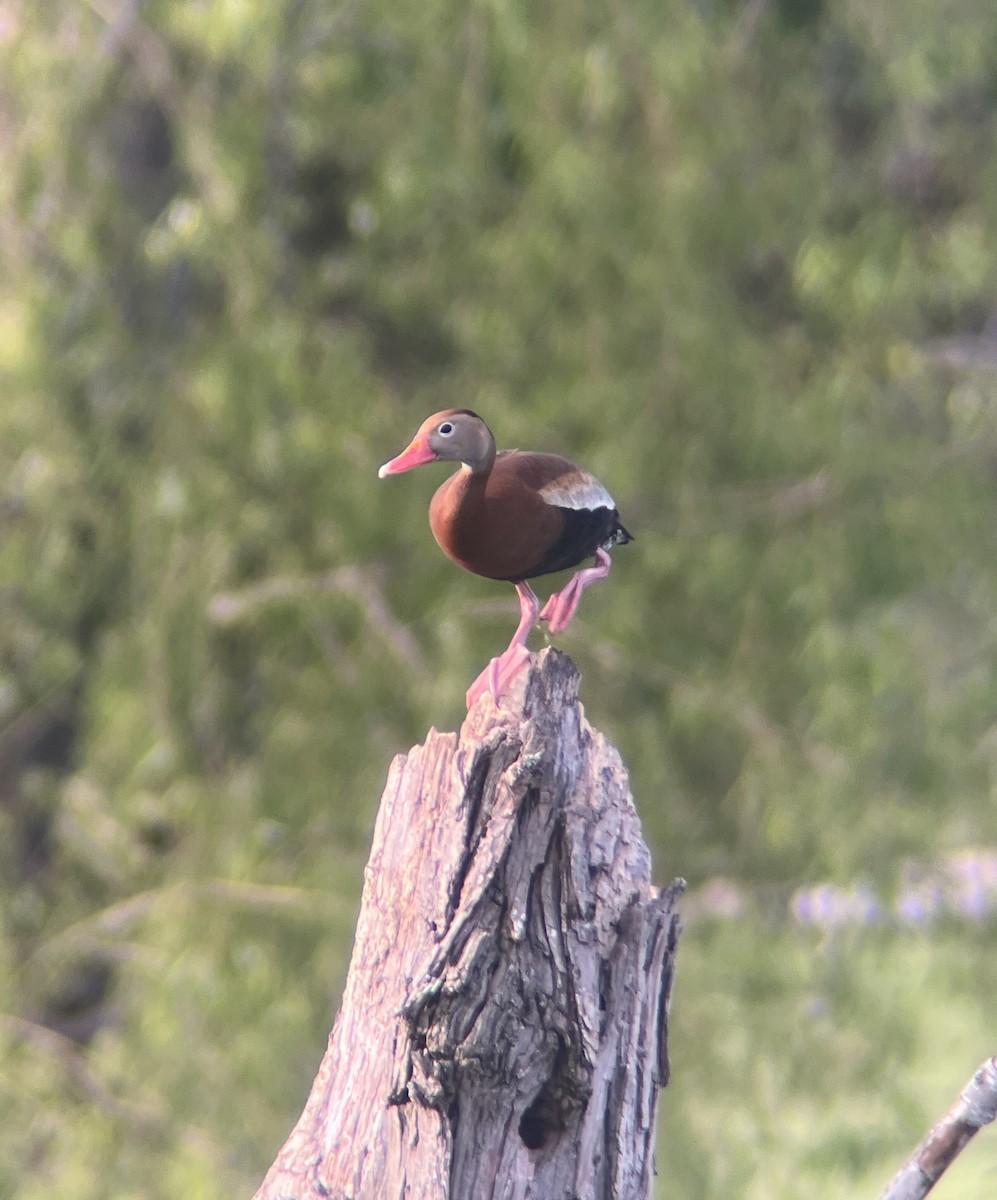 Black-bellied Whistling-Duck - ML635520121