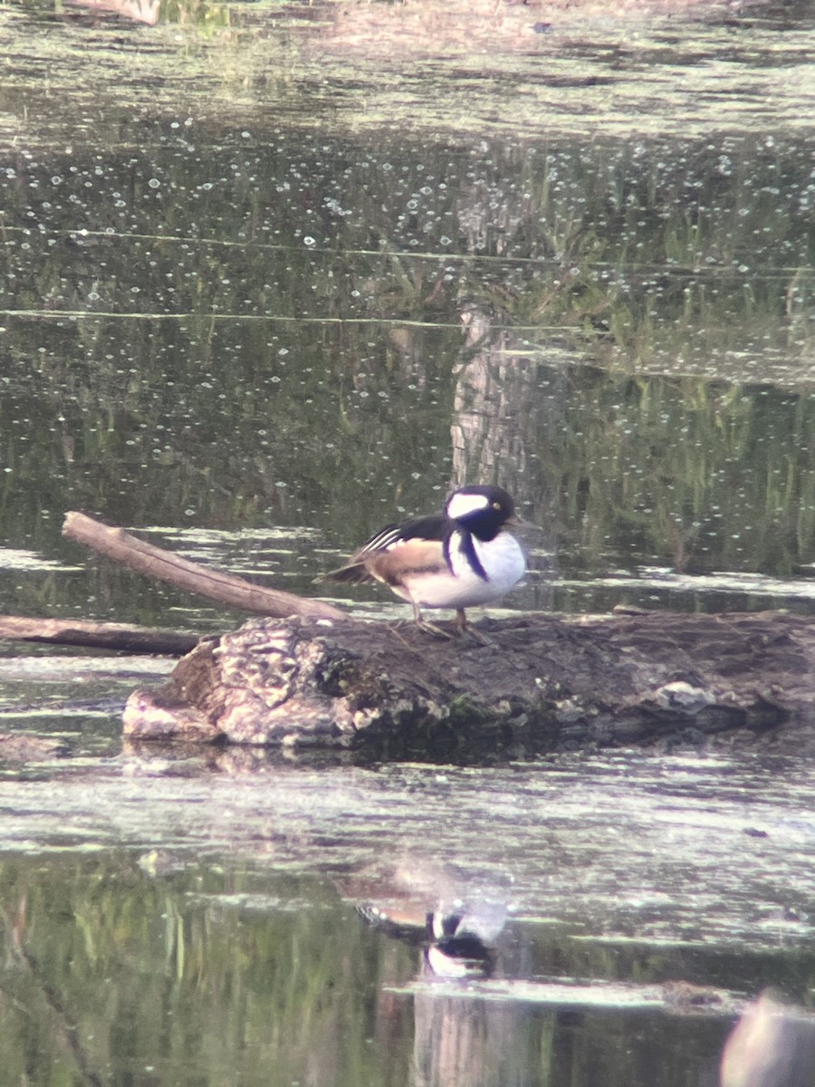 Hooded Merganser - ML635520132