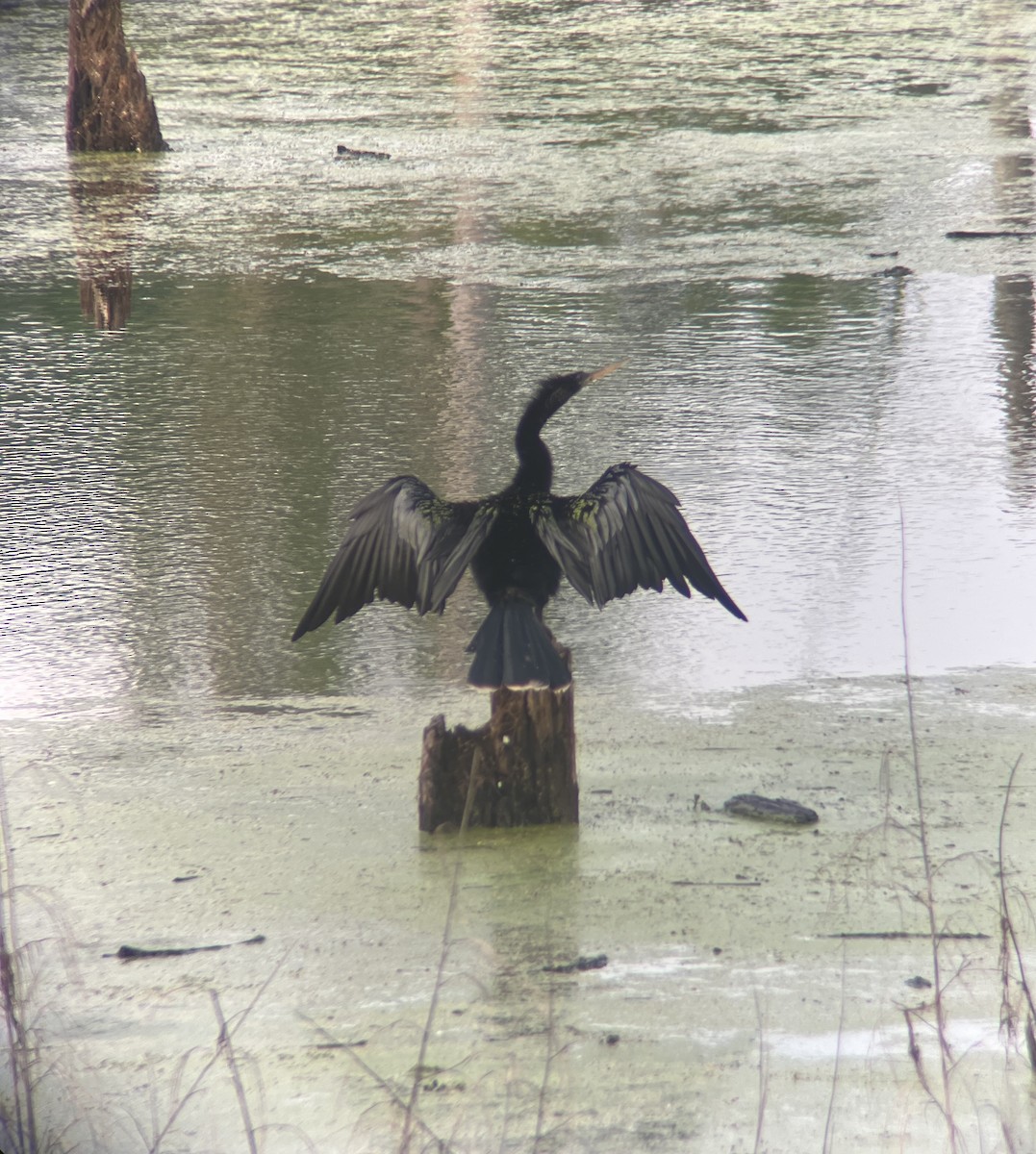 Anhinga - ML635520147