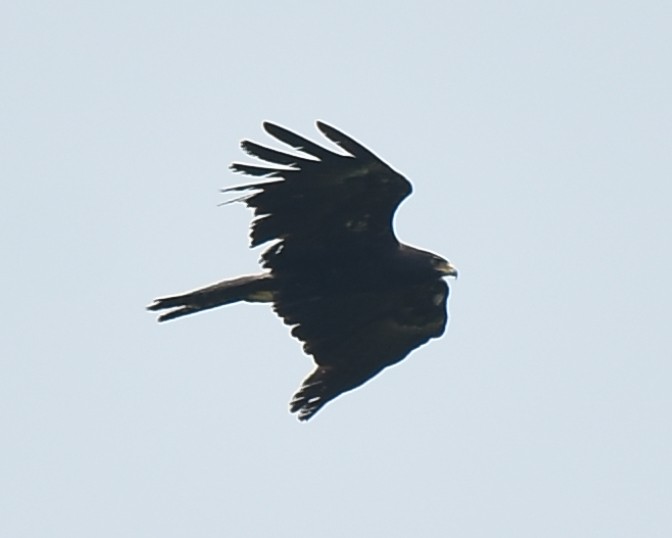 Black Eagle - ML635520249