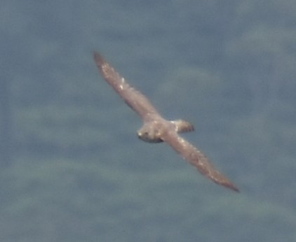 Aerospiza, Tachyspiza, Accipiter ou Astur sp. - ML635520255