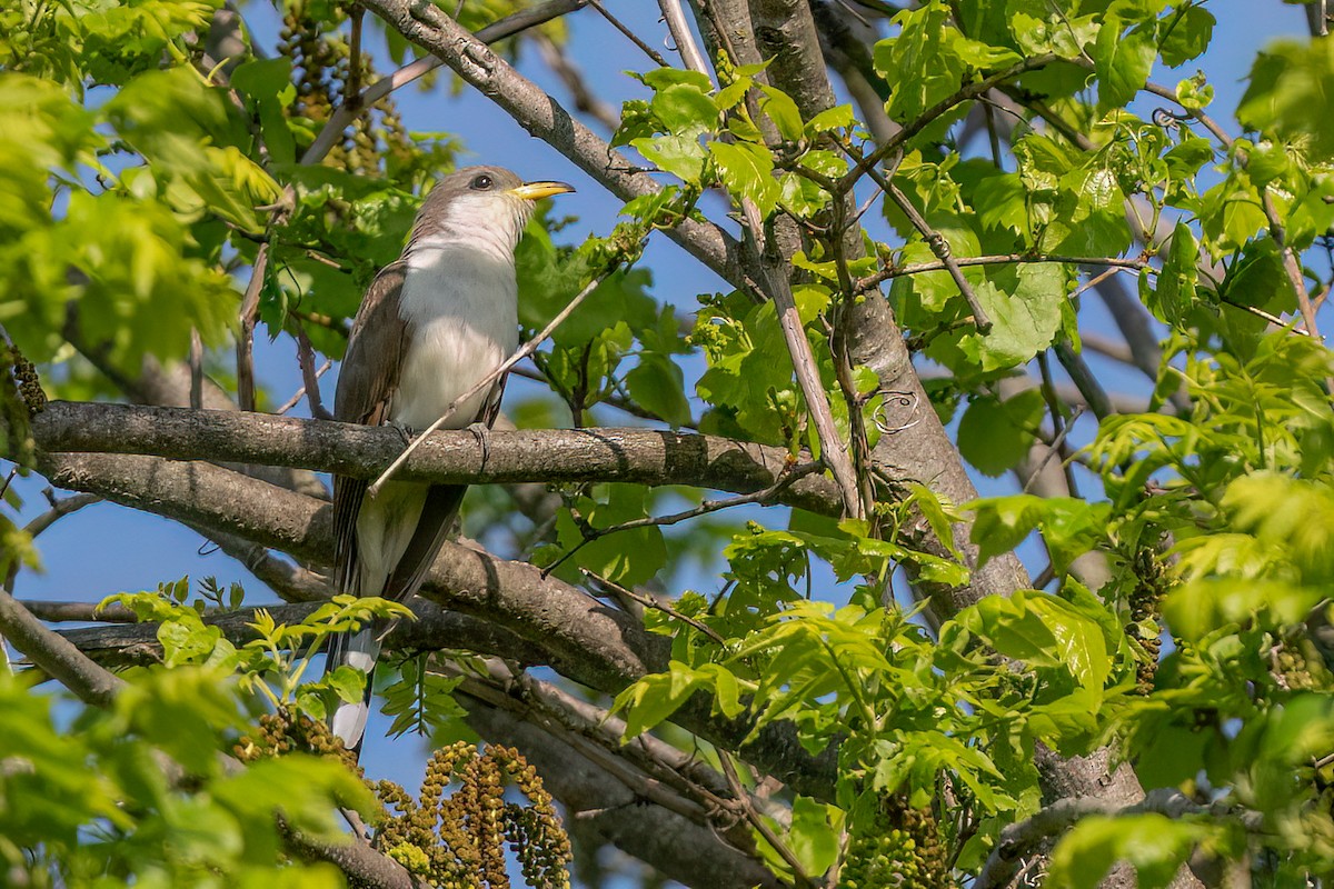 Yellow-billed Cuckoo - ML635520261
