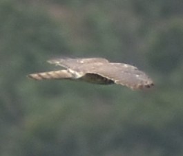 Aerospiza, Tachyspiza, Accipiter ou Astur sp. - ML635520263