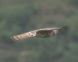 Aerospiza, Tachyspiza, Accipiter ou Astur sp. - ML635520264
