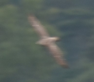 Aerospiza, Tachyspiza, Accipiter ou Astur sp. - ML635520266